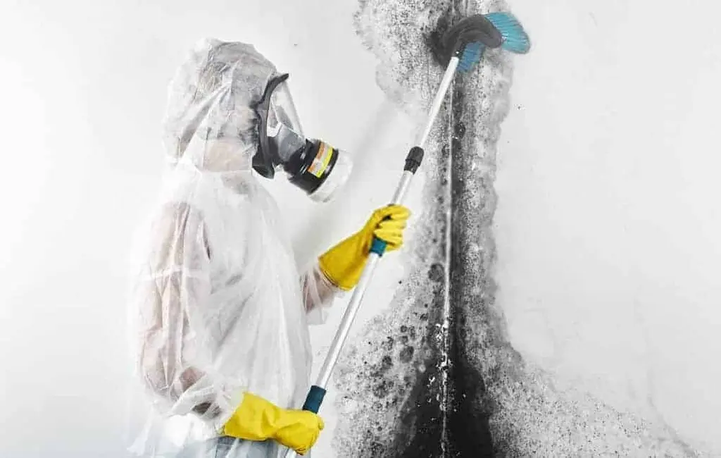 Certified technician removing ceiling mould in a Tauranga home