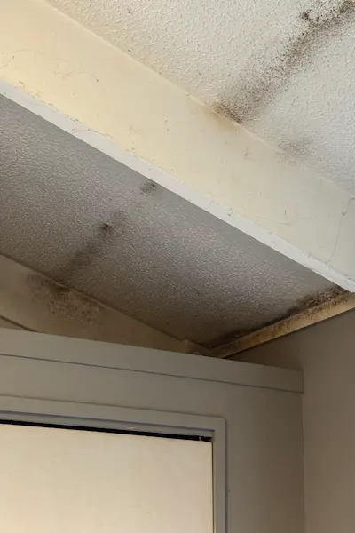 Black mould covering bathroom ceiling before treatment in Tauranga home