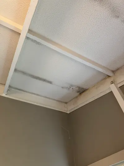 Black mould growth on ceiling requiring professional remediation in Tauranga